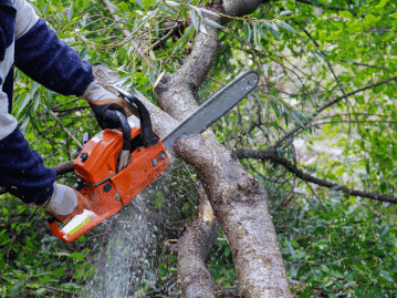 Tree Cutting