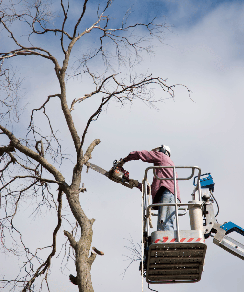 Man on lift cutting a tree down